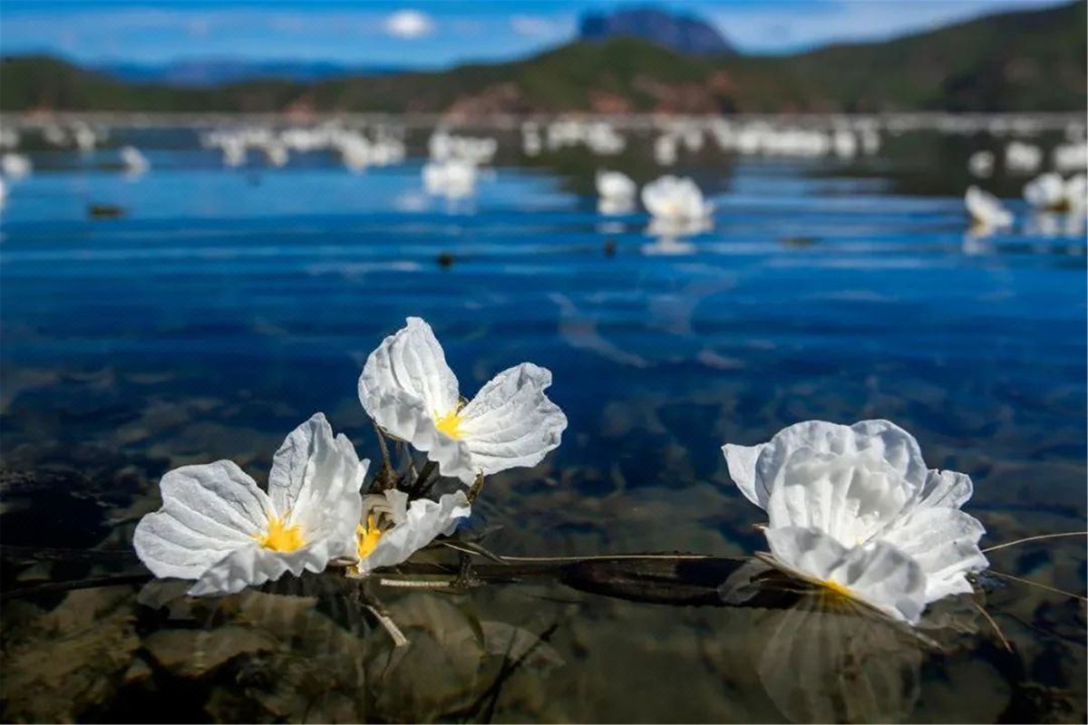 泸沽湖水性杨花